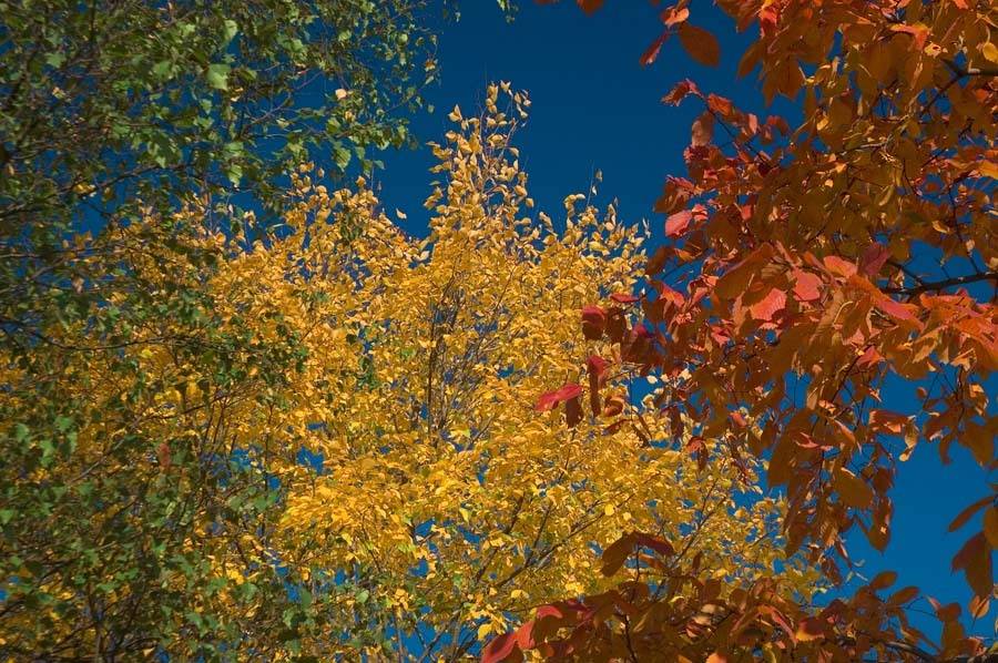 осень,листья,красивый мир, Евгений Пугачев.