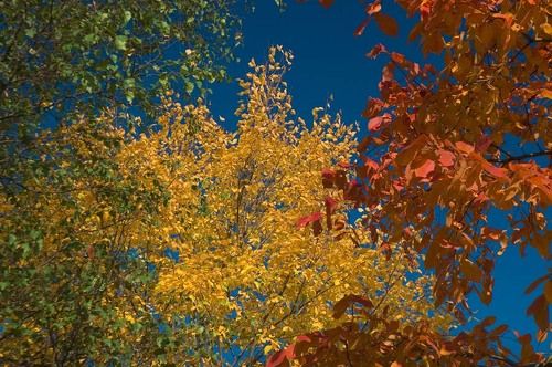 В осеннем цвете