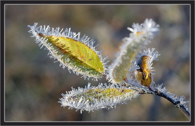 иней,ветка,верба Осенний этюд 2 фото превью