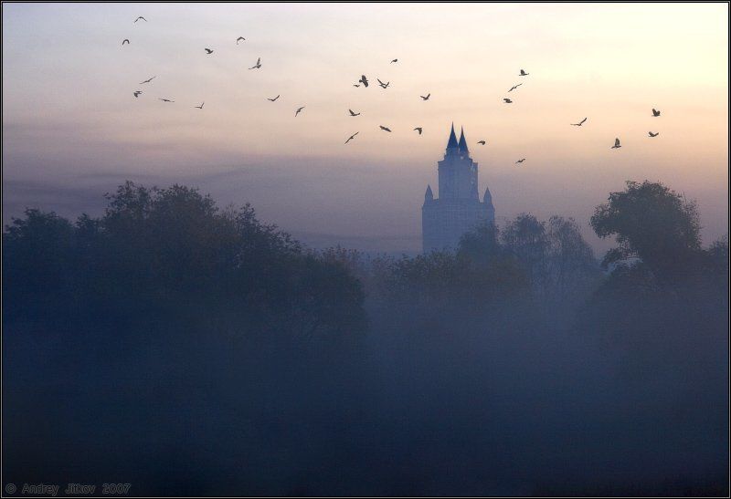утро, туман, эдельвейс, ворон Мрачный замок.. фото превью