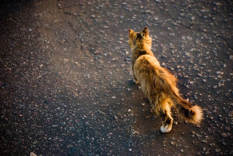 , Дмитрий Плотникофф