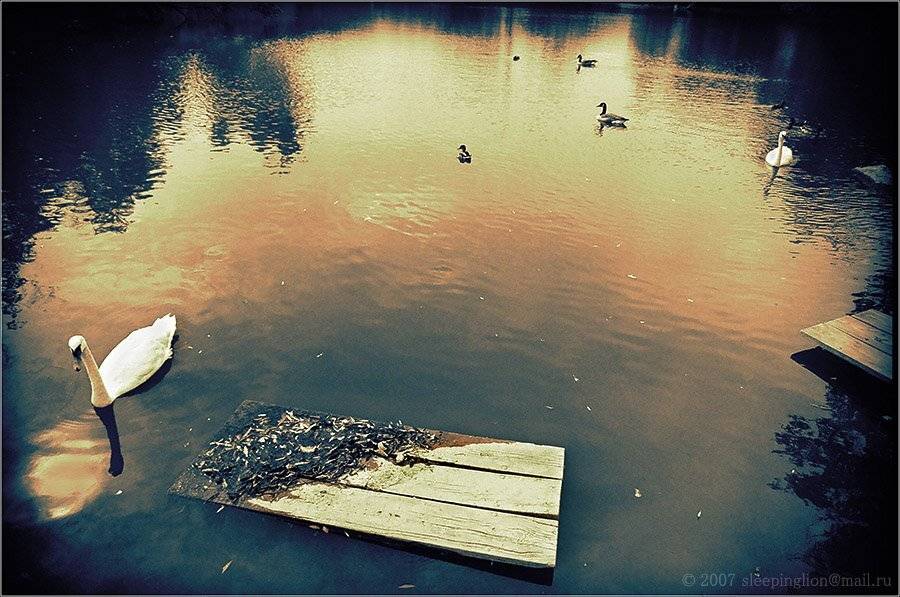 pilgrim, жанр, пленка, 35 мм, тонирование, Pilgrim