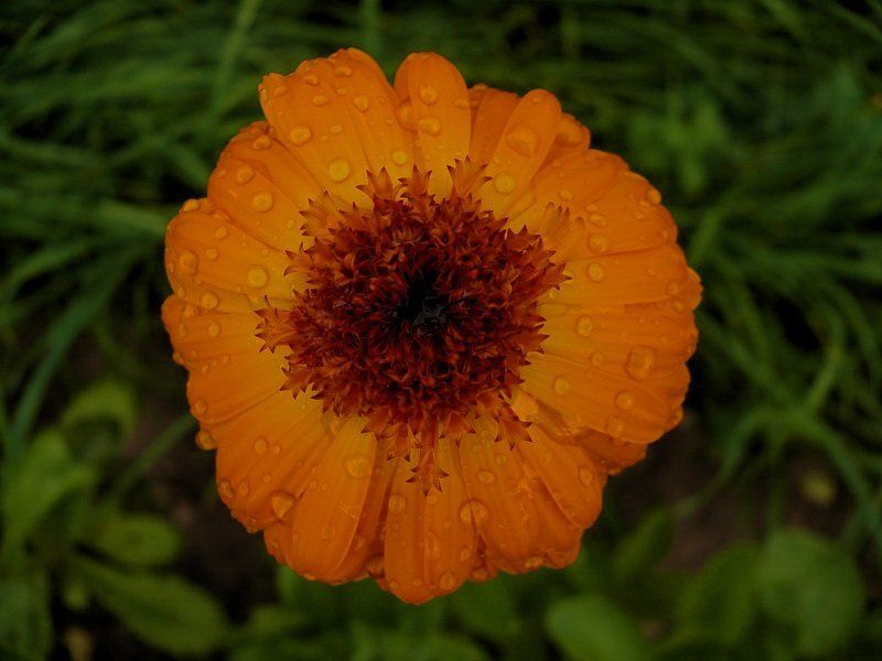 Запах женщины фото превью