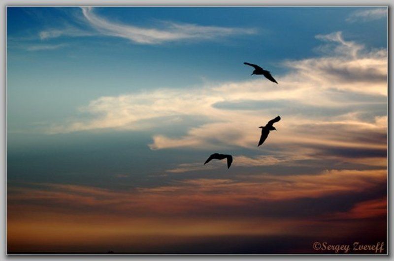 закаты. небо,природа,чайка Призрачный рай фото превью