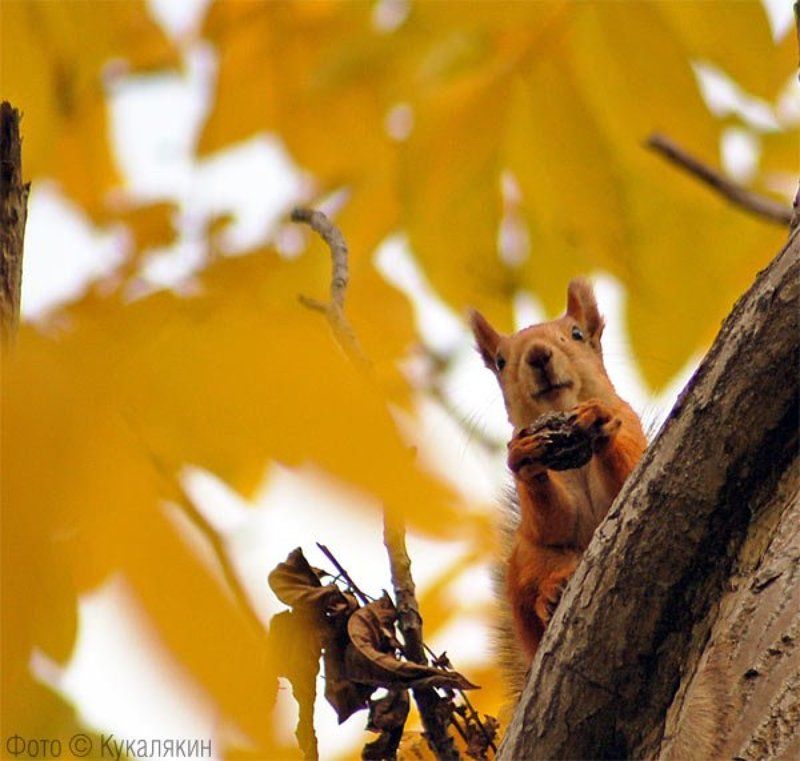 белочка осень орешки превед Осенний превед фото превью
