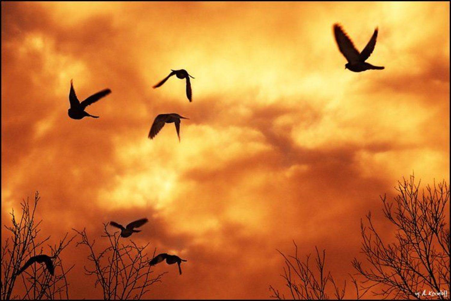 жара, птицы, закат, арт, A.Krasnoff