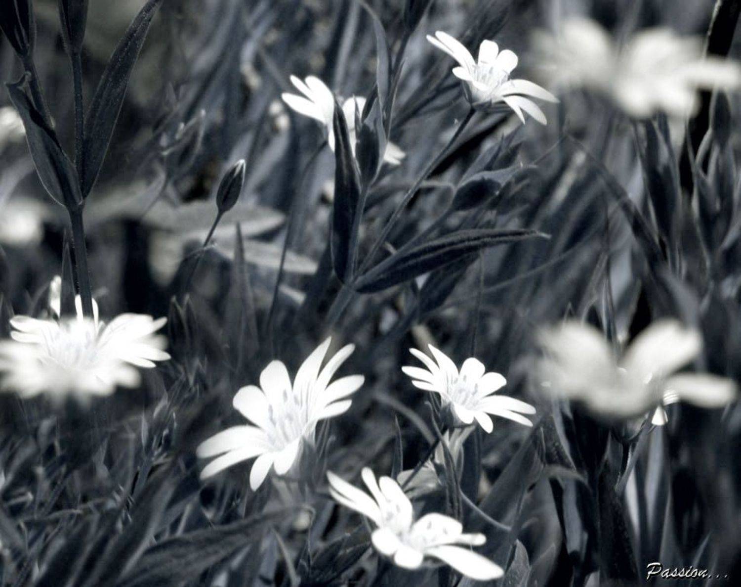 цветы, Любовь Роктанэн