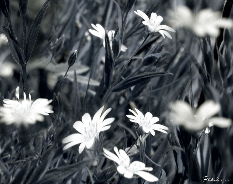 цветы ах  летто.... фото превью