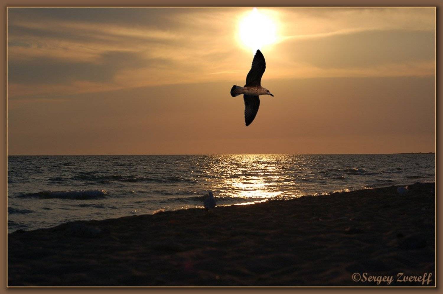 закат, природа, пейзаж,небо,море,чайка, Сергей Зверев