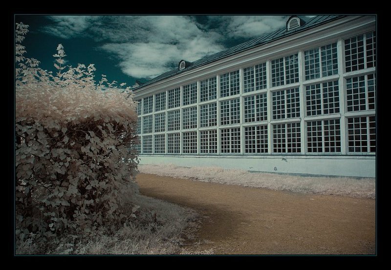 ик, infra red, инфракрасная съемка, кусково Кусково. ИК. Дорожка к Каменной оранжерее. фото превью