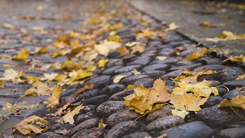 листья, осень, камни Осеннее настроение фото превью