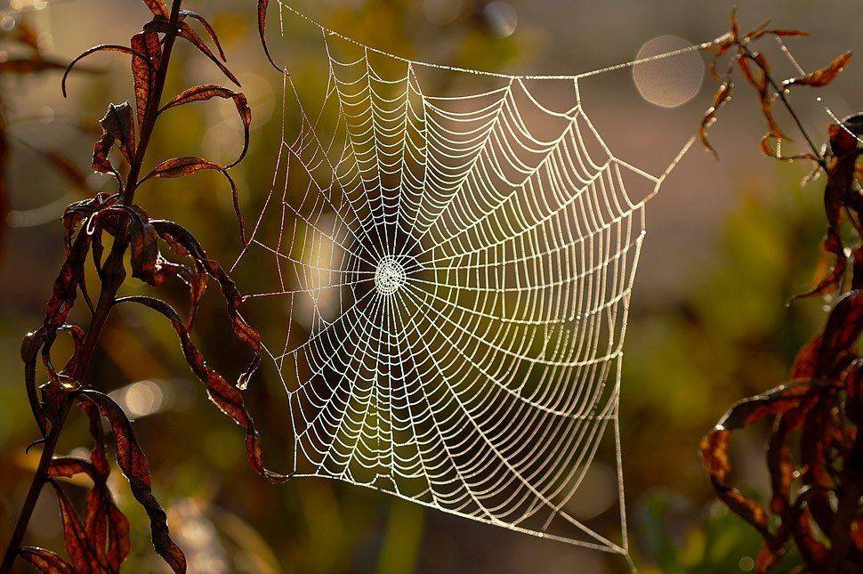 , Марина Кочетова