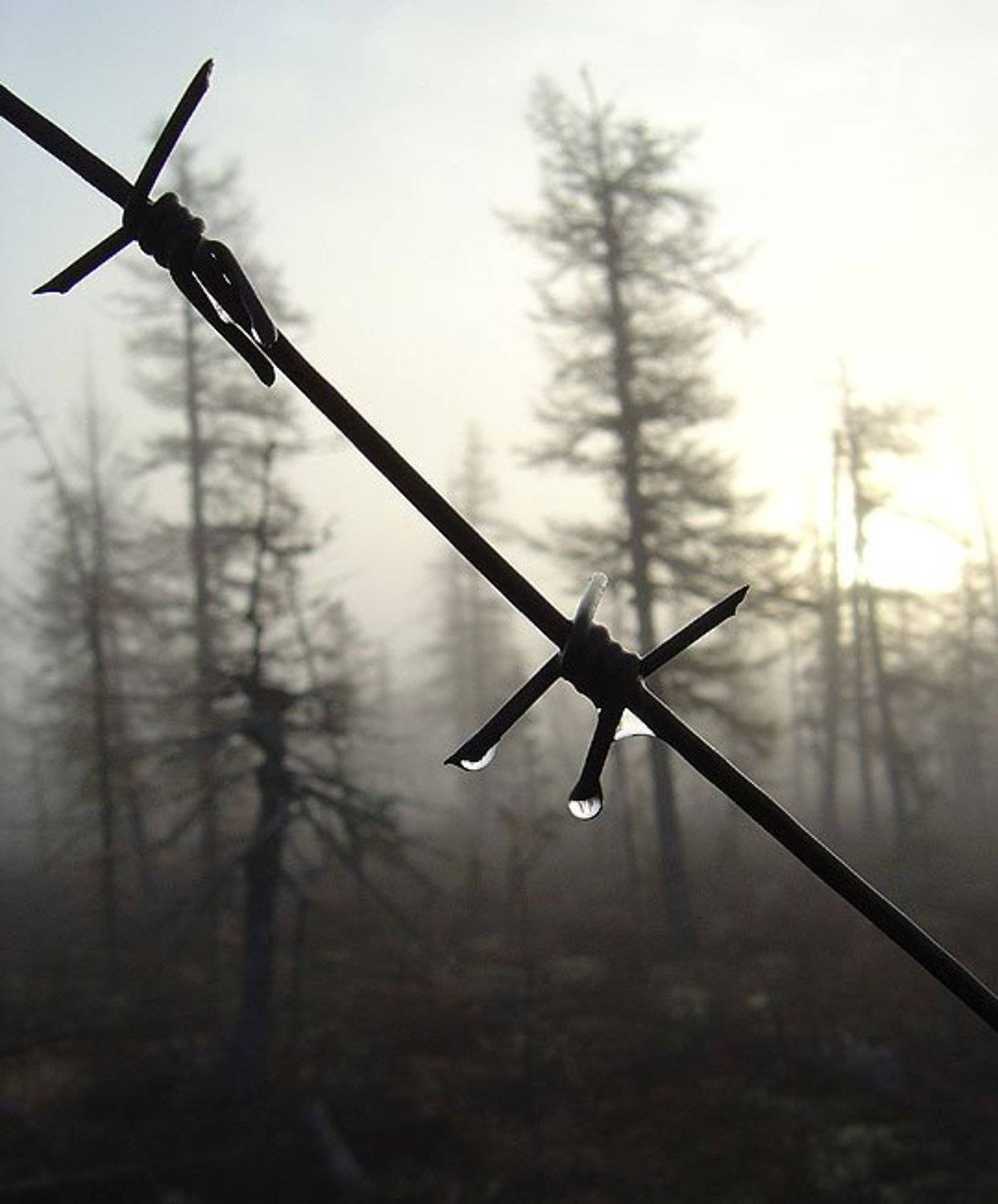 тайга,колючка,осень, Солодухин Виктор