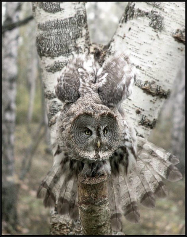 ... фото превью