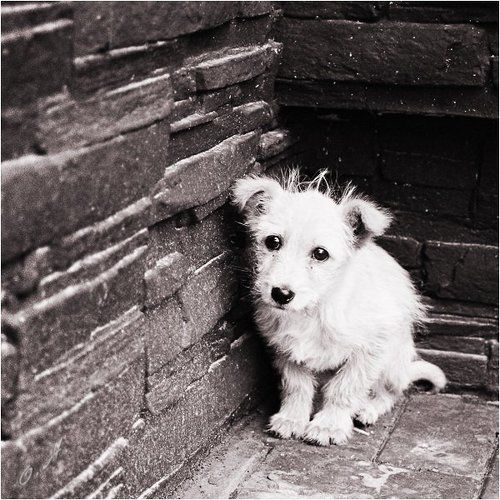 Маленький пушистый комочек одиночества