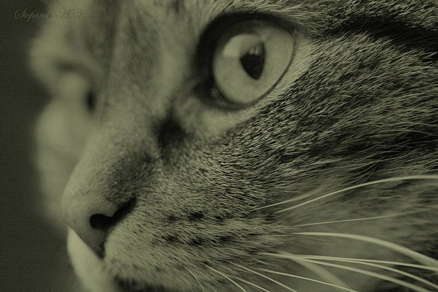 три четверти кот портрет, Александр Степанов