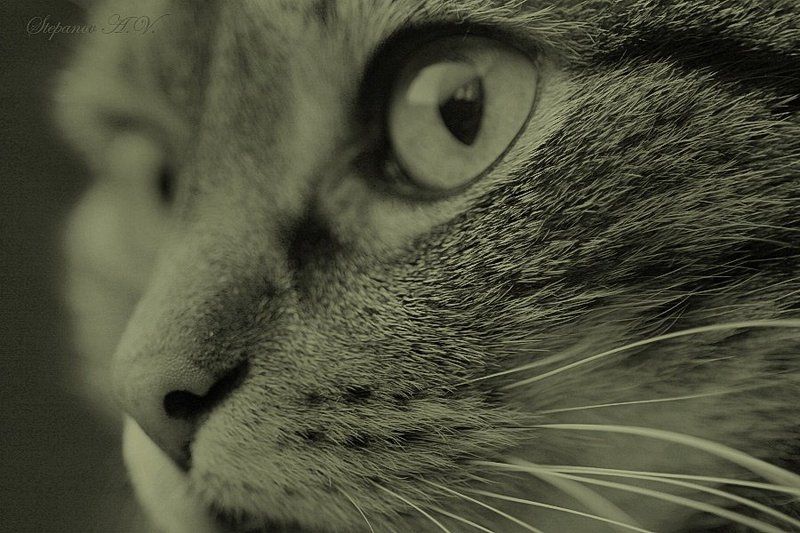 три четверти кот портрет Три четверти фото превью