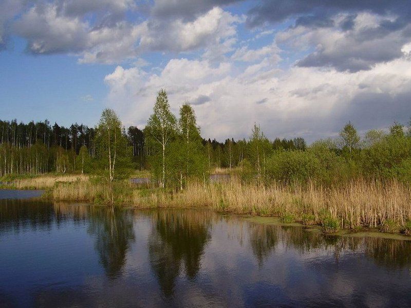 природа, лето, березы Три летних сестренки фото превью