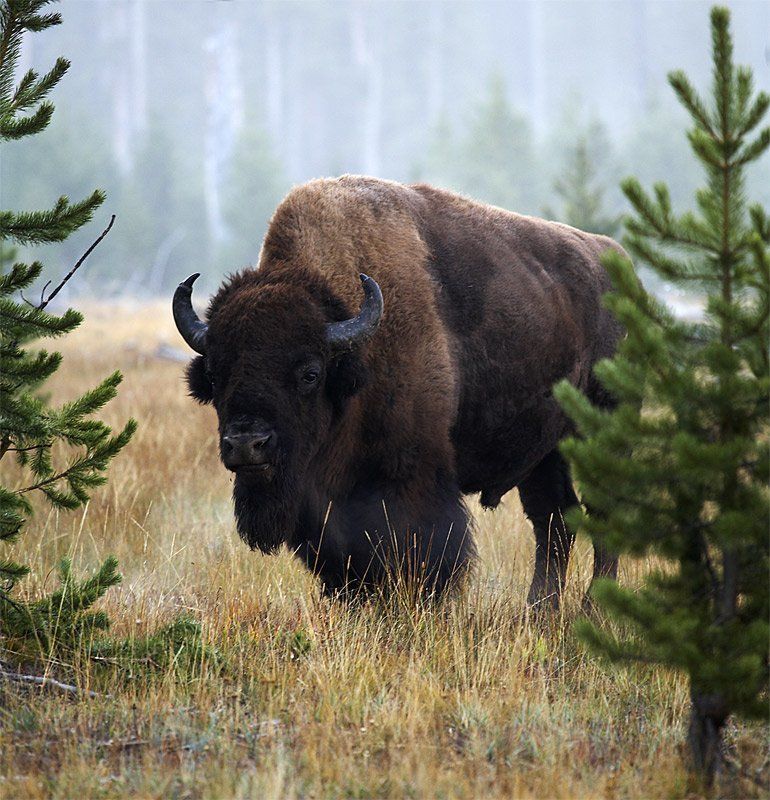 Buffalo фото превью
