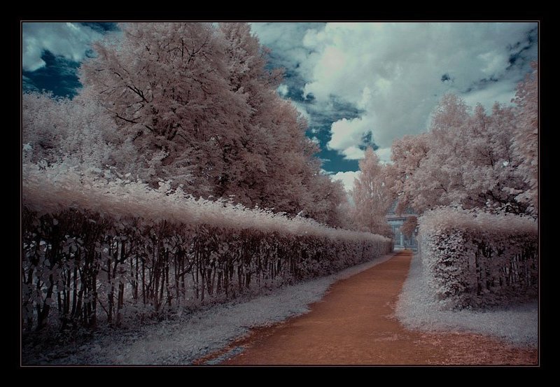 ик, infra red, инфракрасная съемка, кусково Кусково. ИК. Аллеи фото превью