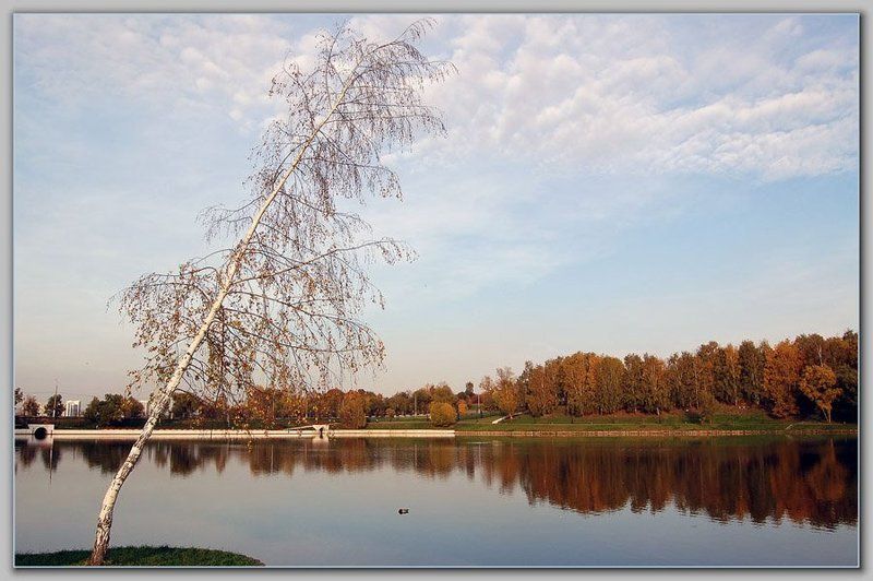 природа,пейзаж,берёза Очей очарованье. фото превью