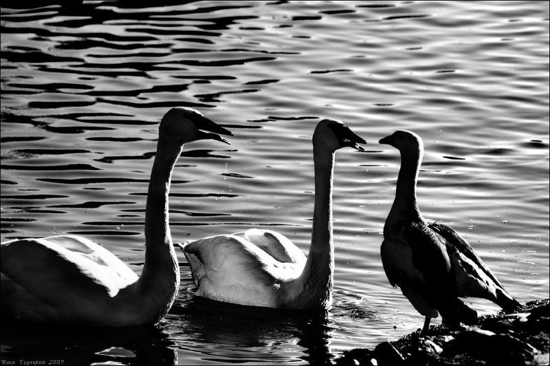 лебединые споры Лебединые споры фото превью