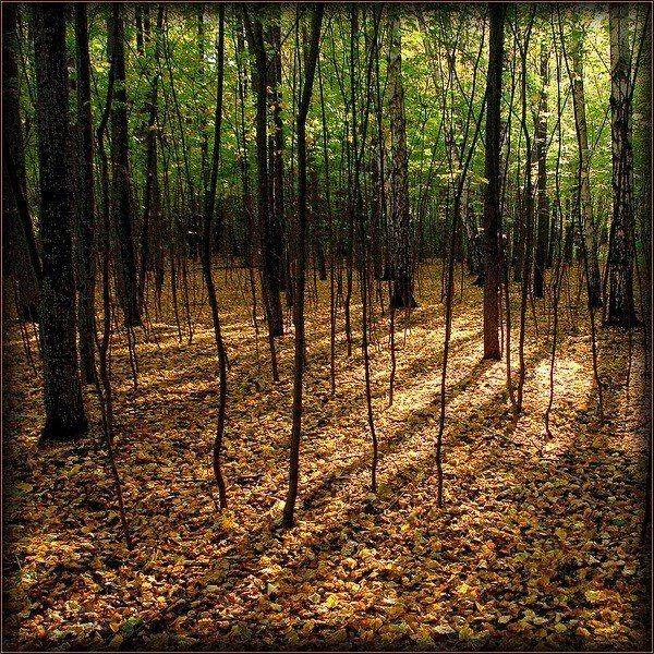 осень, деревья, листья, ковёр., senjor