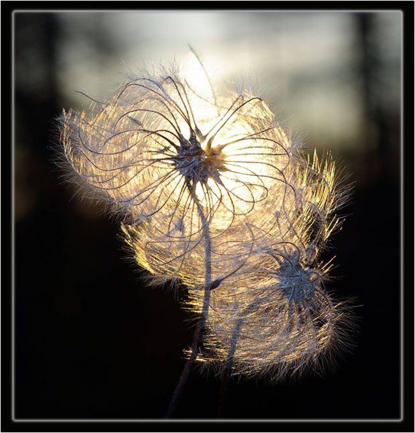 пушинка, Солодухин Виктор