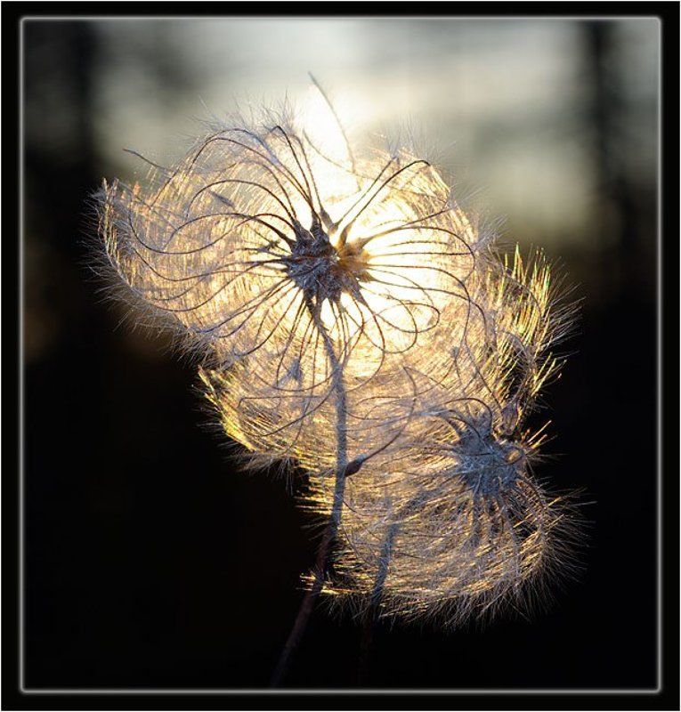 пушинка Фонарик фото превью