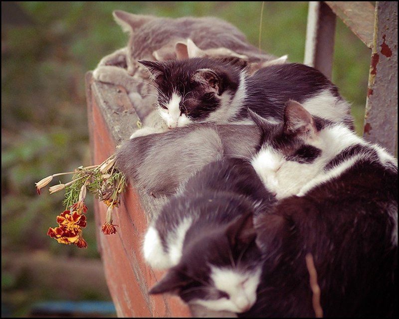 котята, кошки :-) фото превью