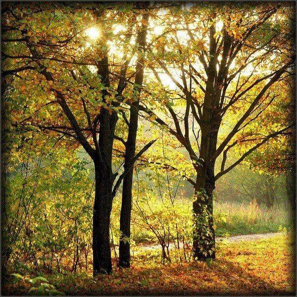 осень, свет, деревья, senjor