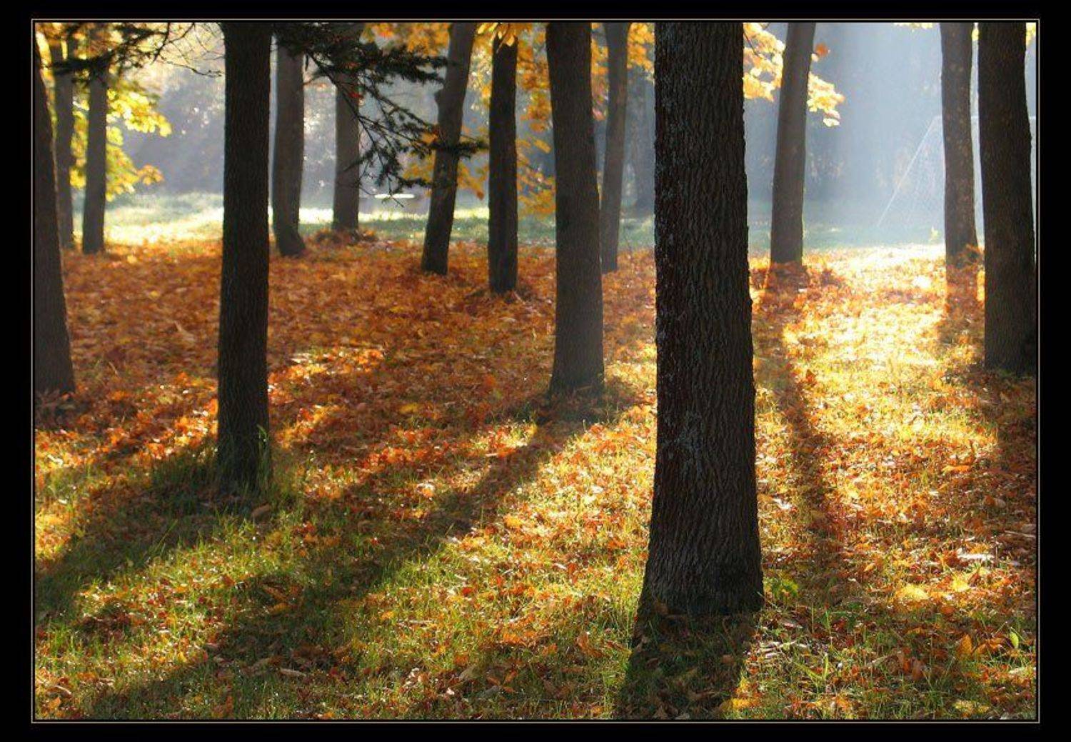 осень, пейзаж, клены, свет, Gemini