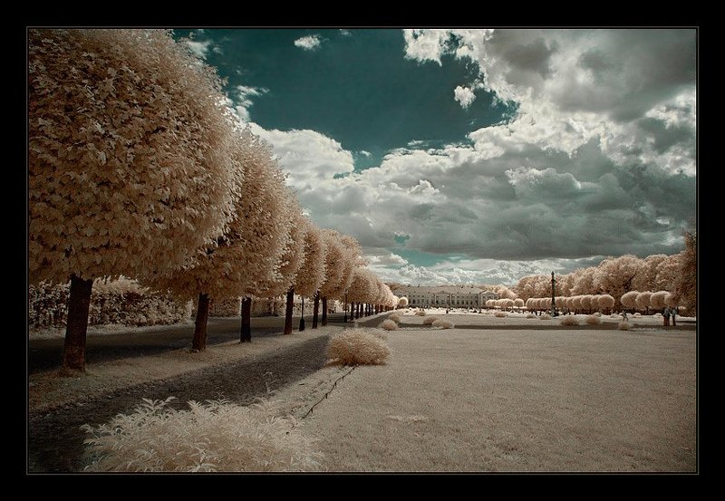 ик, infra red, инфракрасная съемка, кусково Кусково. ИК. Аллея к Дворцу. фото превью