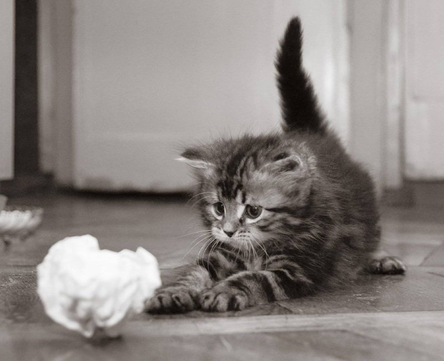 котёнок, Dankost