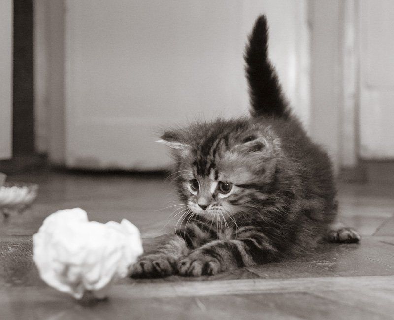 Охота фото превью