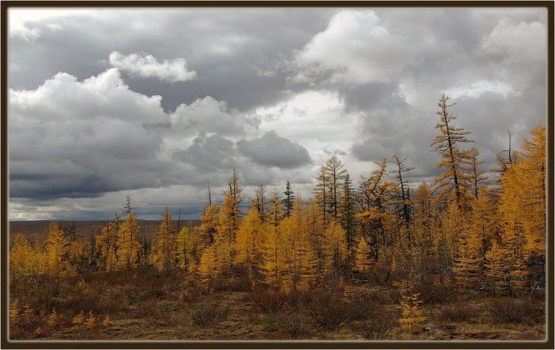 тайга,осень,якутия Осень, непогода ... фото превью