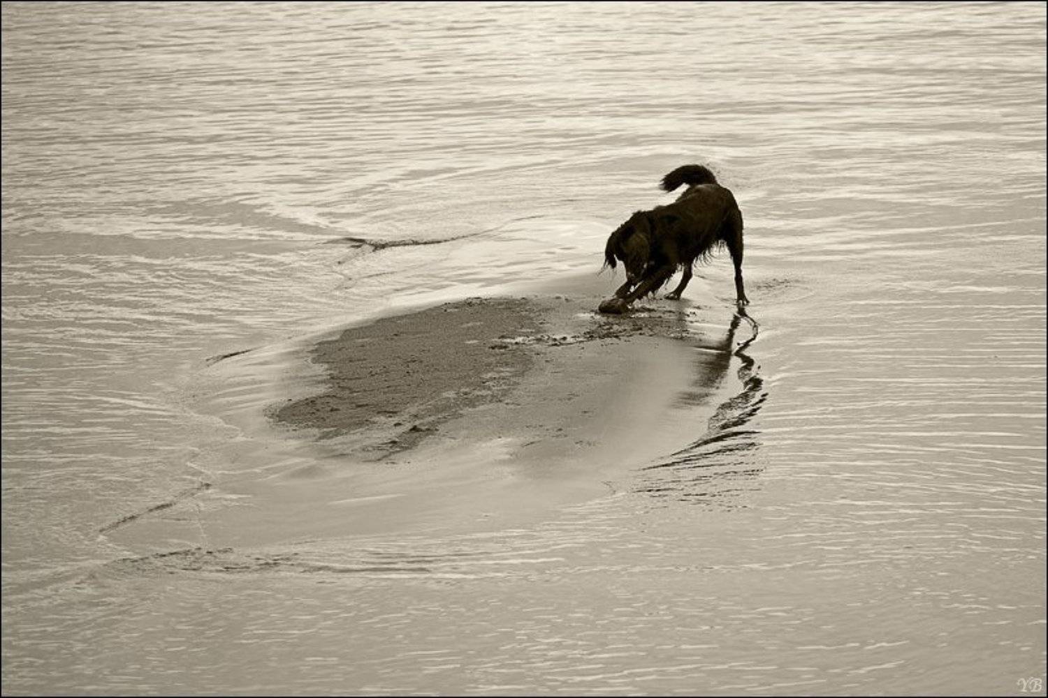 собака, финский залив,, Братаев Юра