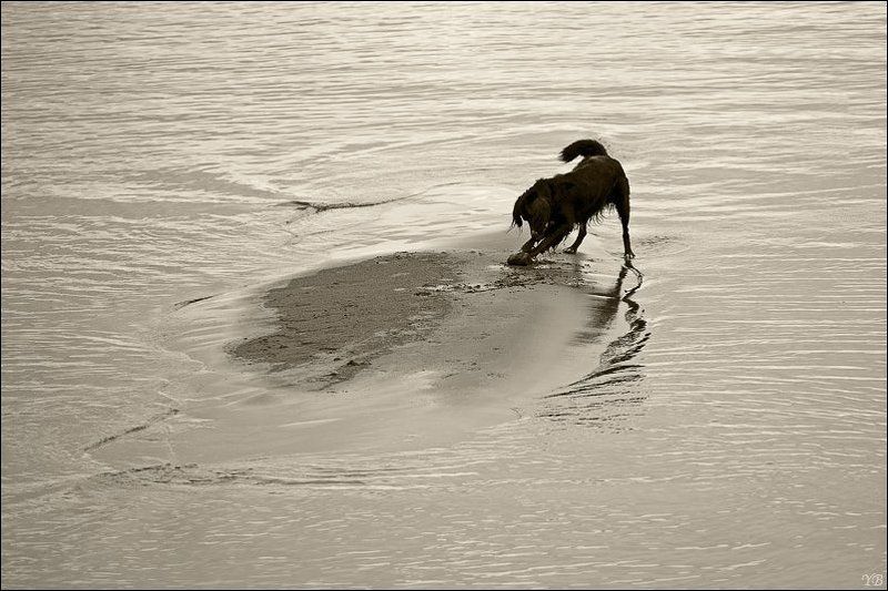 собака, финский залив, заигралась фото превью
