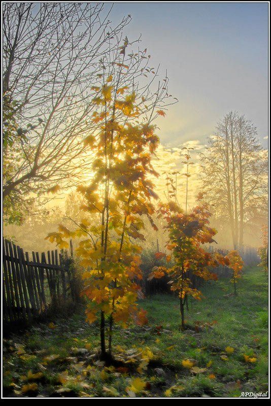 Клены выкрасили... фото превью