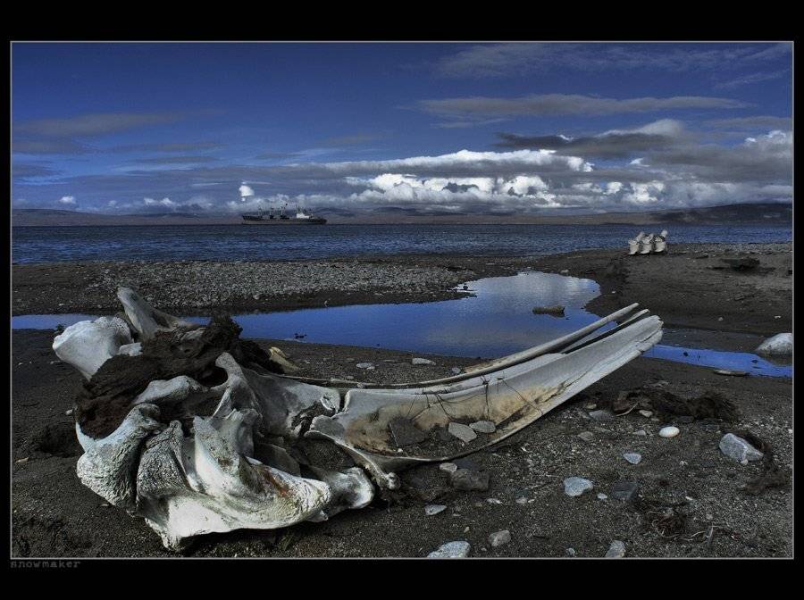 чукотка, лаврентия, китовый череп, 7,8,9 позвонки, сухогруз "марково", чукотская осень, chukotka, lavrentiya, snowmaker, snowmaker