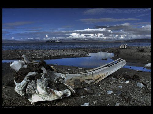 Берег китовой кости.