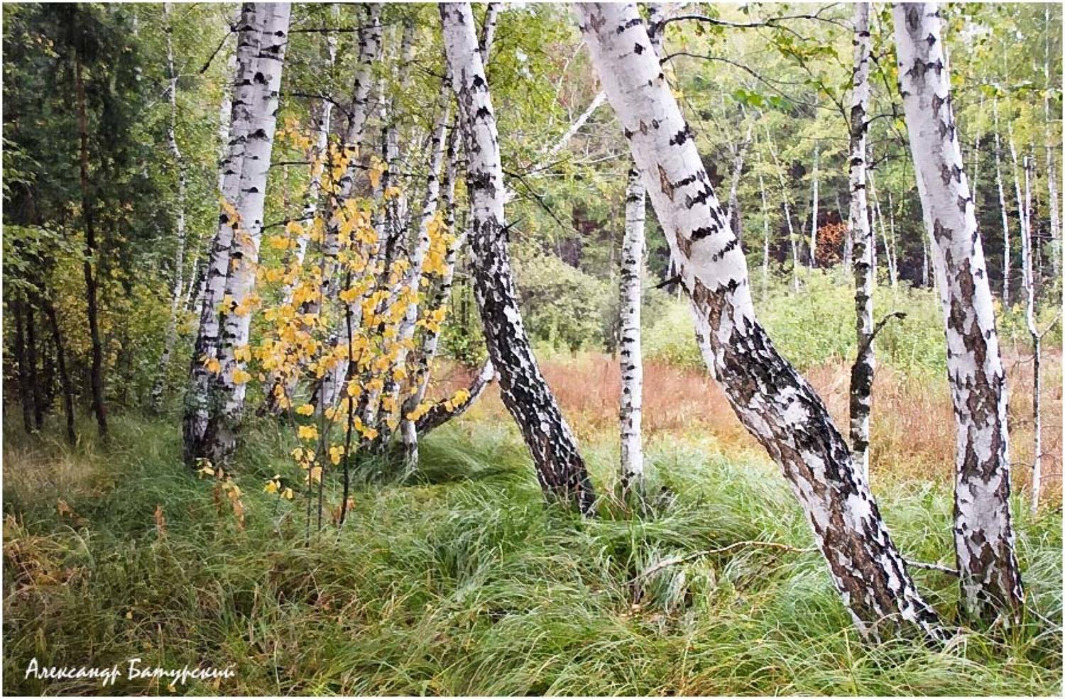 , Александр Батурский