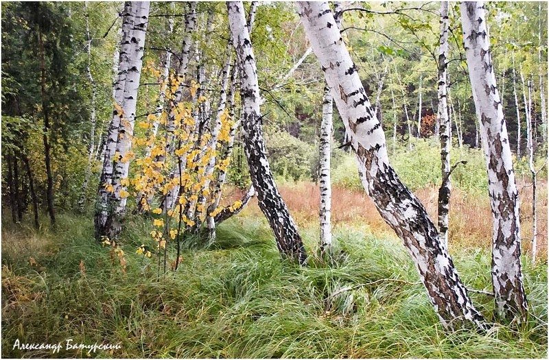 В березовой роще фото превью