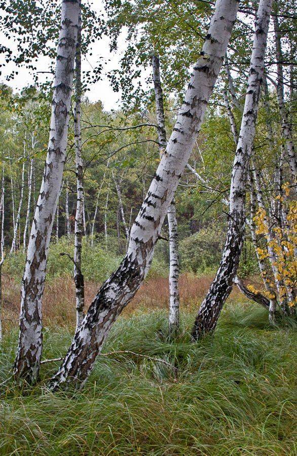 , Александр Батурский