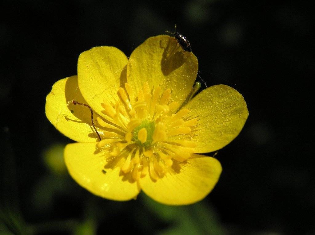 , Александер