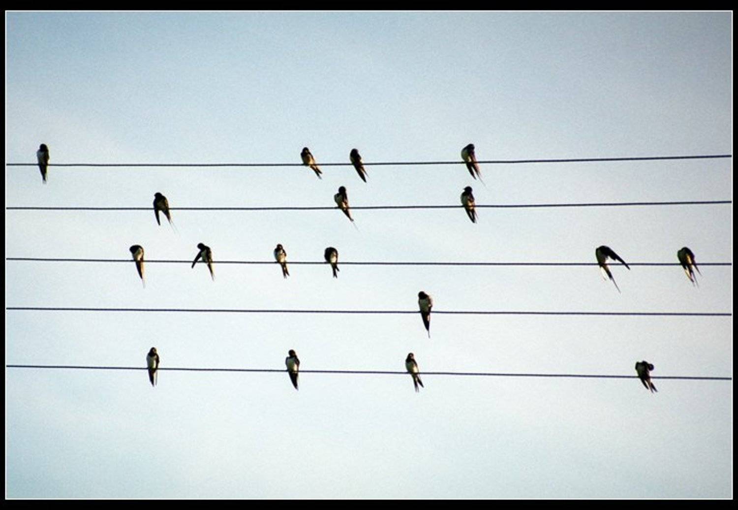ноты, птицы, провода, ласточки, NikOff (Юрий Руднев)
