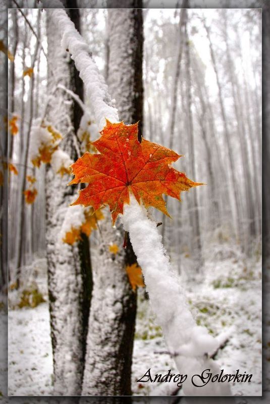 Burn фото превью