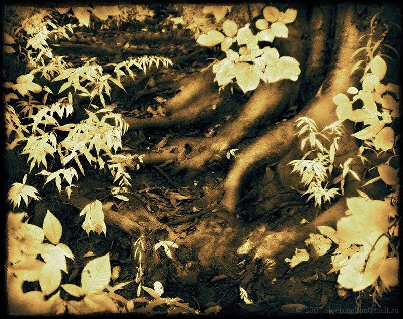 ик, infrared, инфракрасный, инфракрасное, мимикрия ик, имитация ик, pilgrim Faded memories... фото превью