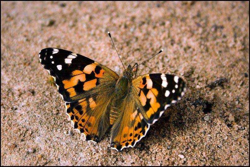 бабочка, крапивница, burda