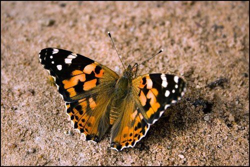 batterfly